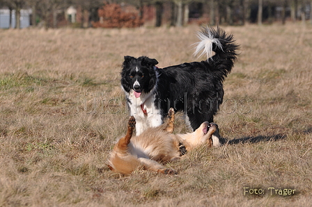 Altdeutsche und andere Rassen / Bild 32 von 34 / 28.02.2015 15:07 / DSC_7701.JPG