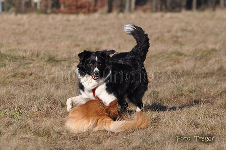 Altdeutsche und andere Rassen / Bild 31 von 34 / 28.02.2015 15:07 / DSC_7705.JPG