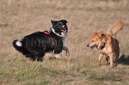 Altdeutsche und andere Rassen / Bild 29 von 34 / 28.02.2015 15:07 / DSC_7714.JPG