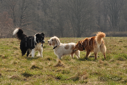 Altdeutsche und andere Rassen / Bild 23 von 34 / 28.03.2015 12:47 / DSC_8621.JPG