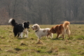 Altdeutsche und andere Rassen / Bild 23 von 34 / 28.03.2015 12:47 / DSC_8621.JPG