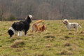 Altdeutsche und andere Rassen / Bild 22 von 34 / 28.03.2015 12:48 / DSC_8632.JPG