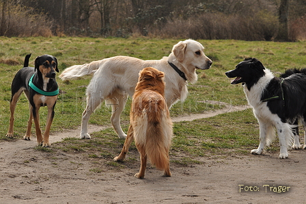 Altdeutsche und andere Rassen / Bild 19 von 34 / 28.03.2015 13:03 / DSC_8991.JPG