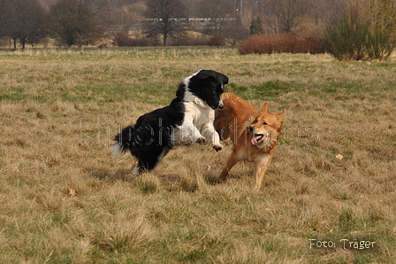 Altdeutsche und andere Rassen / Bild 17 von 34 / 28.03.2015 13:06 / DSC_9005.JPG