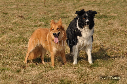 Altdeutsche und andere Rassen / Bild 15 von 34 / 28.03.2015 13:06 / DSC_9014.JPG