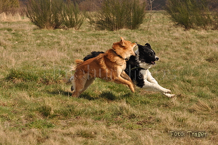 Altdeutsche und andere Rassen / Bild 13 von 34 / 28.03.2015 13:07 / DSC_9030.JPG