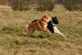 Altdeutsche und andere Rassen / Bild 13 von 34 / 28.03.2015 13:07 / DSC_9030.JPG