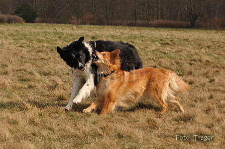 Altdeutsche und andere Rassen / Bild 12 von 34 / 28.03.2015 13:07 / DSC_9036.JPG