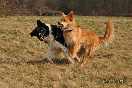 Altdeutsche und andere Rassen / Bild 11 von 34 / 28.03.2015 13:07 / DSC_9037.JPG