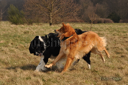 Altdeutsche und andere Rassen / Bild 10 von 34 / 28.03.2015 13:07 / DSC_9038.JPG