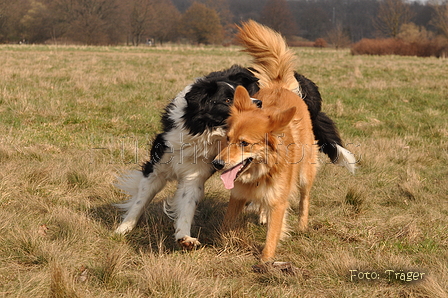 Altdeutsche und andere Rassen / Bild 9 von 34 / 28.03.2015 13:07 / DSC_9043.JPG