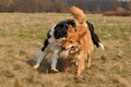 Altdeutsche und andere Rassen / Bild 9 von 34 / 28.03.2015 13:07 / DSC_9043.JPG