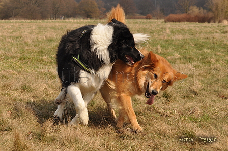 Altdeutsche und andere Rassen / Bild 8 von 34 / 28.03.2015 13:07 / DSC_9044.JPG