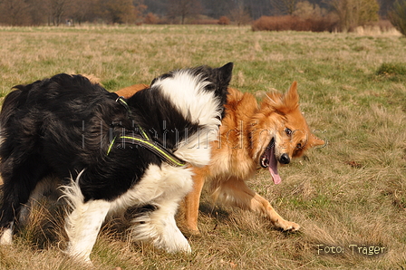 Altdeutsche und andere Rassen / Bild 7 von 34 / 28.03.2015 13:07 / DSC_9045.JPG