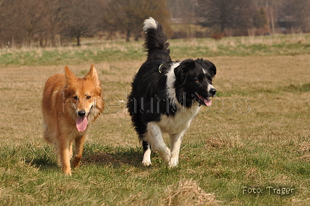 Altdeutsche und andere Rassen / Bild 6 von 34 / 28.03.2015 13:09 / DSC_9079.JPG