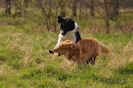 Altdeutsche und andere Rassen / Bild 5 von 34 / 28.03.2015 14:17 / DSC_9205.JPG