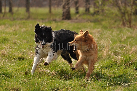 Altdeutsche und andere Rassen / Bild 4 von 34 / 28.03.2015 14:17 / DSC_9208.JPG