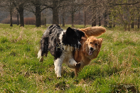 Altdeutsche und andere Rassen / Bild 3 von 34 / 28.03.2015 14:17 / DSC_9213.JPG