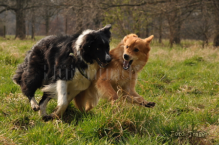 Altdeutsche und andere Rassen / Bild 2 von 34 / 28.03.2015 14:17 / DSC_9214.JPG