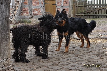 Verschiedene Altdeutsche zusammen / Bild 71 von 72 / 22.02.2014 14:59 / DSC_5374.JPG