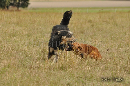 Verschiedene Altdeutsche zusammen / Bild 52 von 72 / 07.10.2016 13:13 / DSC_3618.JPG