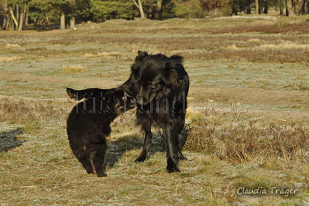 Verschiedene Altdeutsche zusammen / Bild 41 von 72 / 20.01.2019 12:06 / DSC_8767.JPG