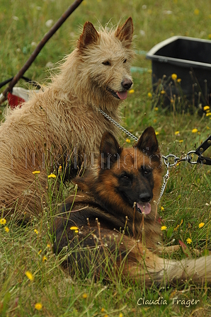 Verschiedene Altdeutsche zusammen / Bild 40 von 72 / 28.07.2019 09:19 / DSC_5144.JPG