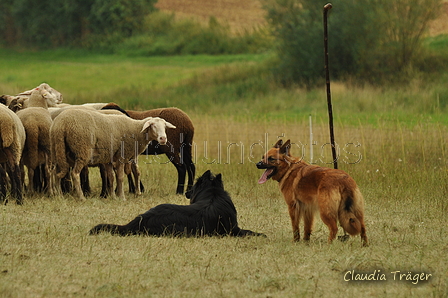 Verschiedene Altdeutsche zusammen / Bild 33 von 72 / 28.07.2019 14:36 / DSC_8686.JPG