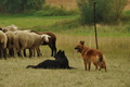 Verschiedene Altdeutsche zusammen / Bild 33 von 72 / 28.07.2019 14:36 / DSC_8686.JPG