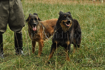 Verschiedene Altdeutsche zusammen / Bild 31 von 72 / 07.09.2019 13:13 / DSC_7524.JPG