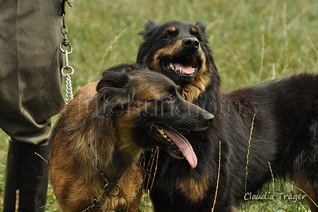 Verschiedene Altdeutsche zusammen / Bild 30 von 72 / 07.09.2019 13:13 / DSC_7548.JPG