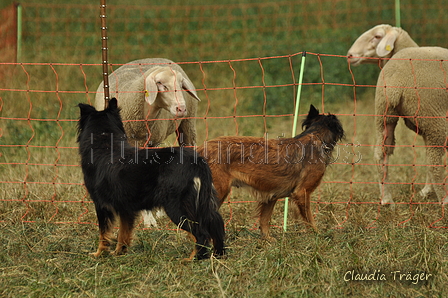 Verschiedene Altdeutsche zusammen / Bild 26 von 72 / 07.09.2019 13:34 / DSC_7717.JPG