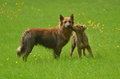 Vorschau von Bild 16 von 98
