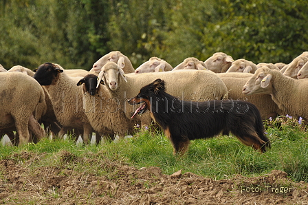 Gelbbacke / Bild 367 von 500 / 12.09.2015 12:01 / DSC_6771.JPG