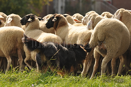 Gelbbacke / Bild 346 von 500 / 12.09.2015 14:31 / DSC_7491.JPG