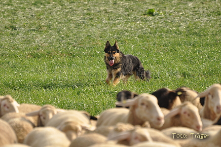 Gelbbacke / Bild 329 von 500 / 13.09.2015 09:30 / DSC_9365.JPG