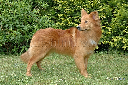 Harzer Fuchs / Bild 754 von 755 / 10.05.2007 16:37 / DSC_8749.JPG
