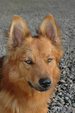 Harzer Fuchs / Bild 752 von 755 / 08.07.2007 08:26 / DSC_9847.JPG