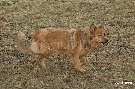 Harzer Fuchs / Bild 719 von 755 / 01.03.2009 10:44 / DSC_9928.JPG