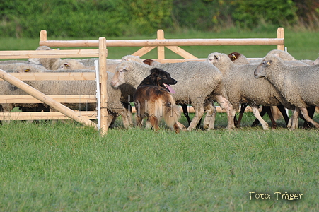 Harzer Fuchs / Bild 671 von 755 / 11.09.2010 17:36 / DSC_6043.JPG