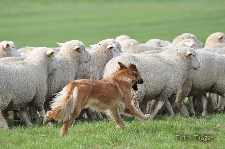 Harzer Fuchs / Bild 656 von 755 / 12.09.2010 14:55 / DSC_6760.JPG