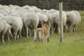 Harzer Fuchs / Bild 654 von 755 / 12.09.2010 15:26 / _DSC7431.JPG