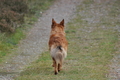 Harzer Fuchs / Bild 632 von 755 / 22.10.2010 13:01 / DSC_9922.JPG