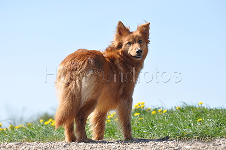 Harzer Fuchs / Bild 611 von 755 / 30.04.2011 14:39 / DSC_9523.JPG