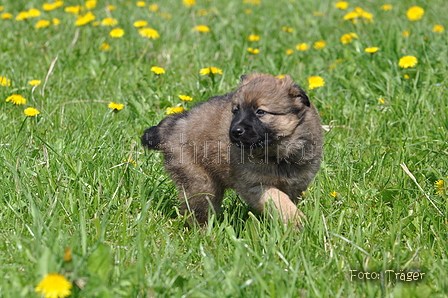 Harzer Fuchs / Bild 592 von 755 / 05.05.2013 11:45 / DSC_3451.JPG