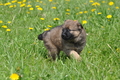 Harzer Fuchs / Bild 592 von 755 / 05.05.2013 11:45 / DSC_3451.JPG