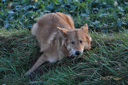 Harzer Fuchs / Bild 576 von 755 / 05.12.2013 15:31 / DSC_3246.JPG