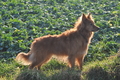 Harzer Fuchs / Bild 575 von 755 / 05.12.2013 15:32 / DSC_3312.JPG