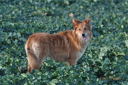 Harzer Fuchs / Bild 570 von 755 / 10.01.2014 15:25 / DSC_2911.JPG