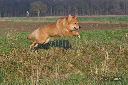 Harzer Fuchs / Bild 564 von 755 / 12.01.2014 15:28 / DSC_3186.JPG